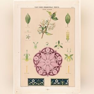 Vintage Botanical Print of Cherry Blossom